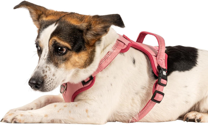 Max &amp; Molly Sport Hundegeschirr Kleine Hunde mit Gotcha! Smart ID Sicherheitsanhänger, Matrix 2.0 Ro