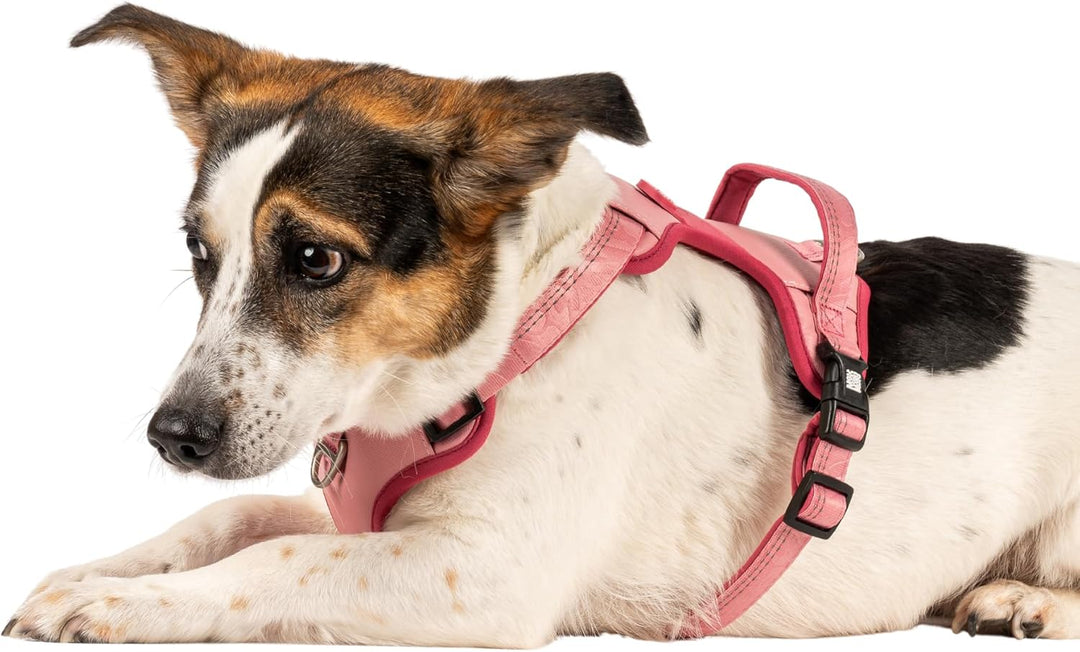 Max & Molly Sport Hundegeschirr Mittelgrosse Hunde mit Gotcha! Smart ID Sicherheitsanhänger, Matrix