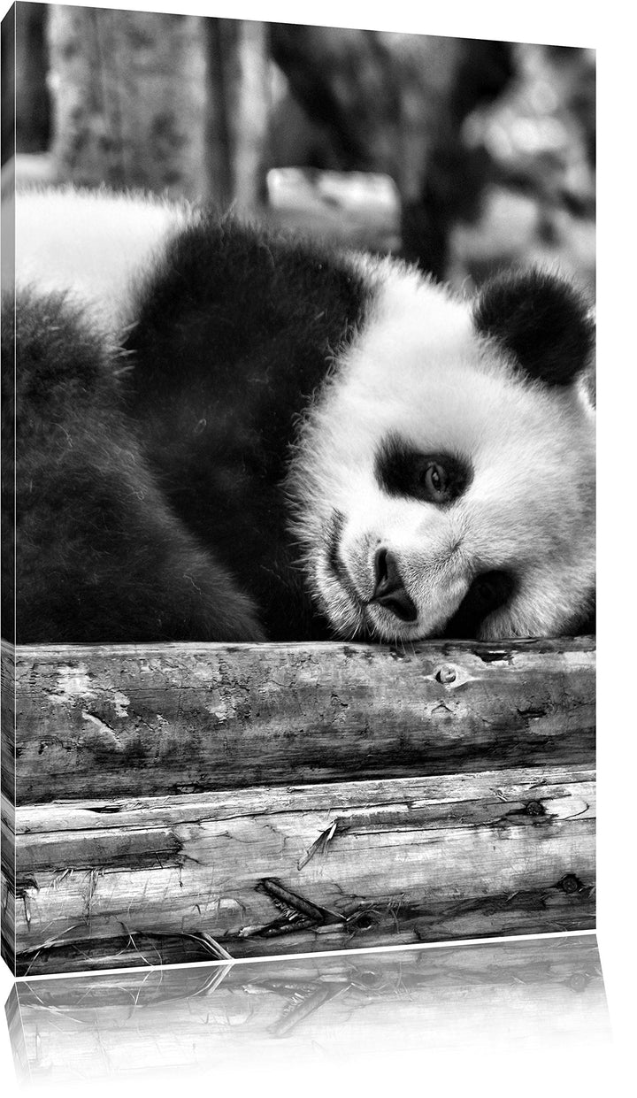Pixxprint Monocrome, süsser Kleiner Pandabär, Format: 100x70 auf Leinwand, 100x70