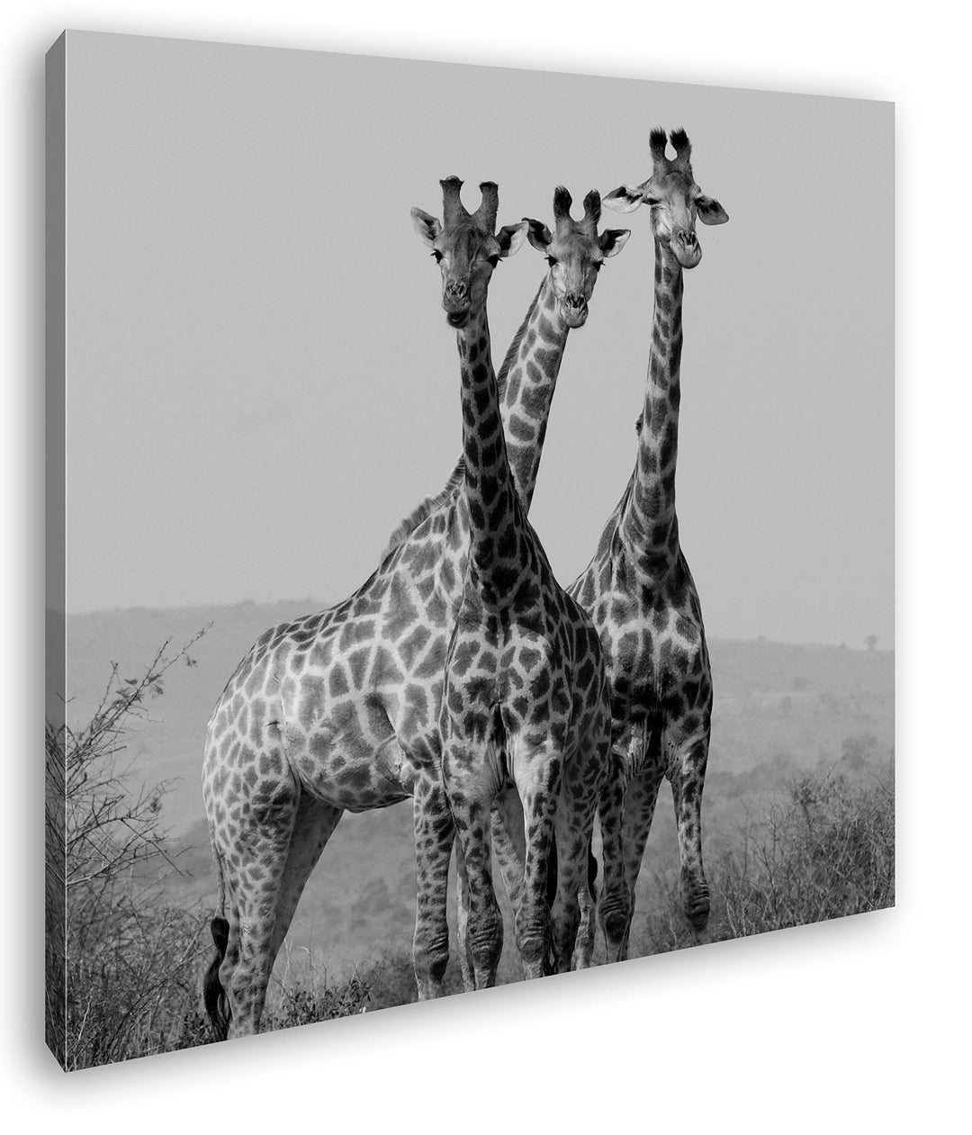 deyoli süsse Giraffen Format: 70x70 Effekt: Schwarz&Weiss als Leinwandbild, Motiv fertig gerahmt auf