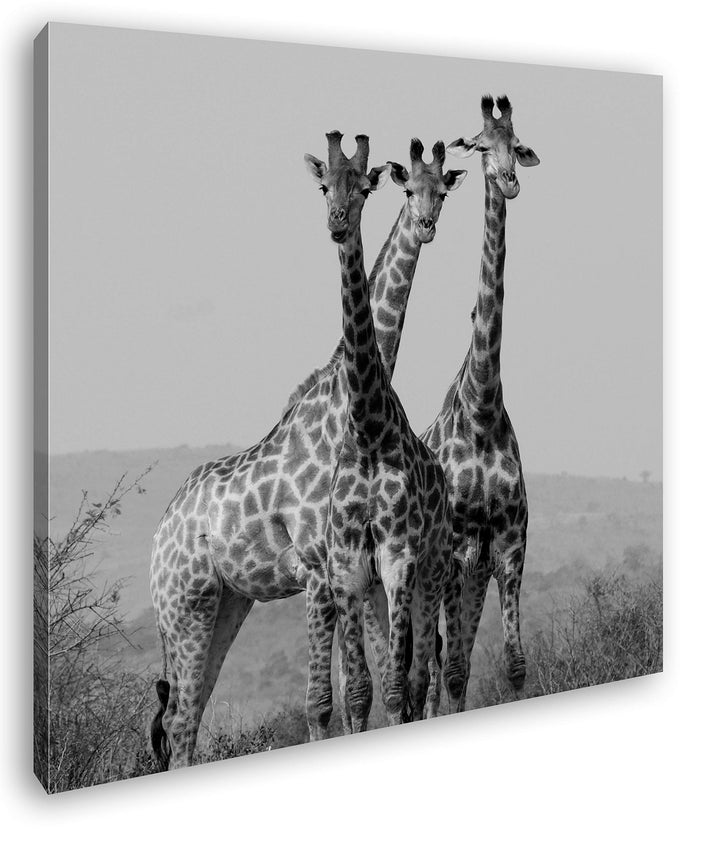 deyoli süsse Giraffen Format: 70x70 Effekt: Schwarz&Weiss als Leinwandbild, Motiv fertig gerahmt auf