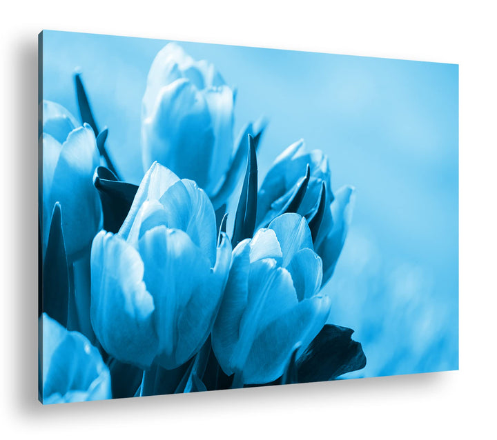 deyoli edle Tulpen Format: 100x70 Effekt: Monocrome Blau als Leinwand, Motiv fertig gerahmt auf Echt