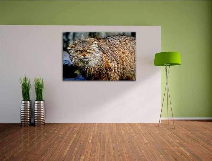 wütende Manul Deluxe Format: 100x70 cm auf Leinwand, XXL riesige Bilder fertig gerahmt mit Keilrahme