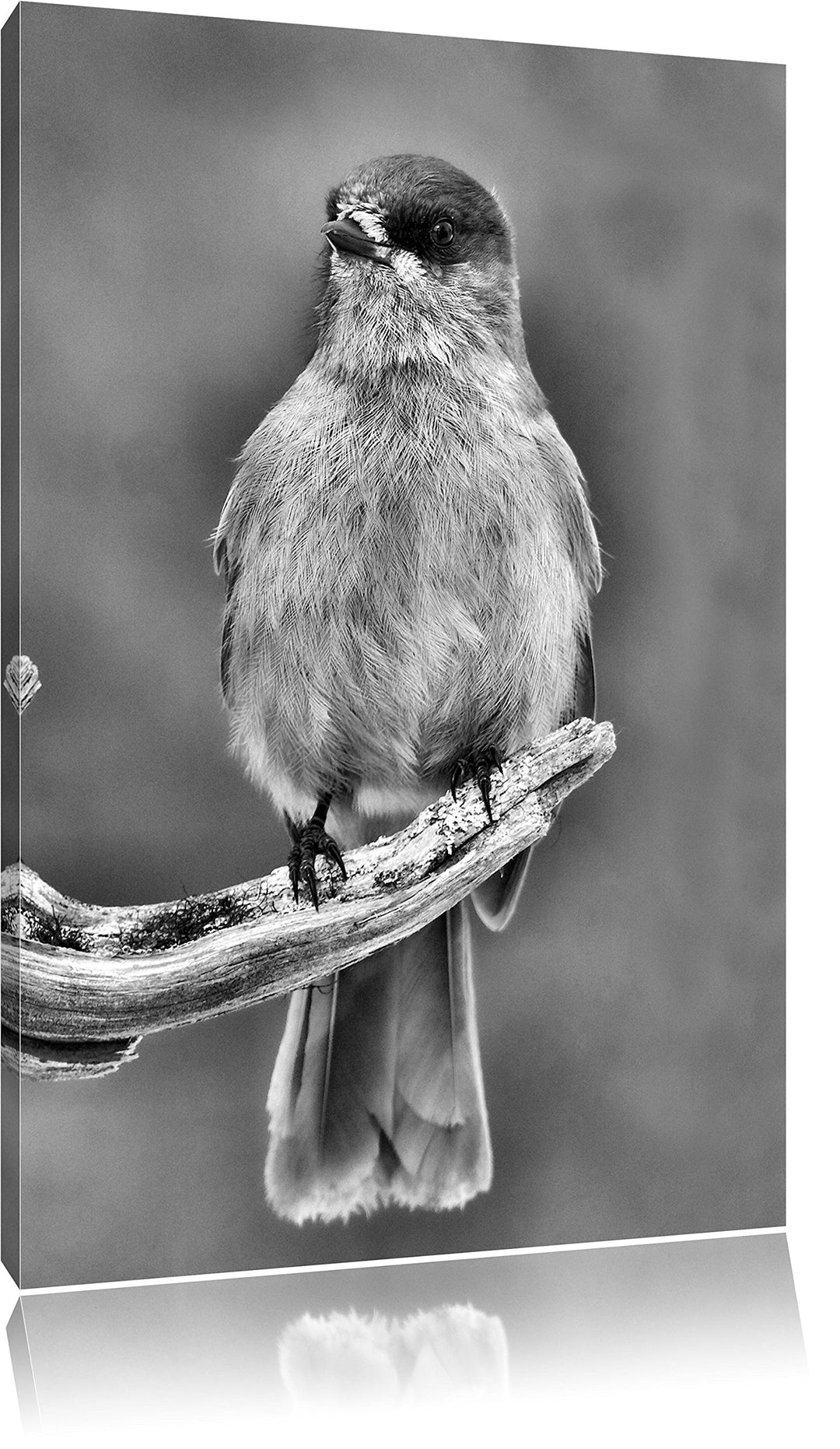Pixxprint Kleiner Vogel auf AST / 100x70cm Leinwandbild bespannt auf Holzrahmen/Wandbild Kunstdruck