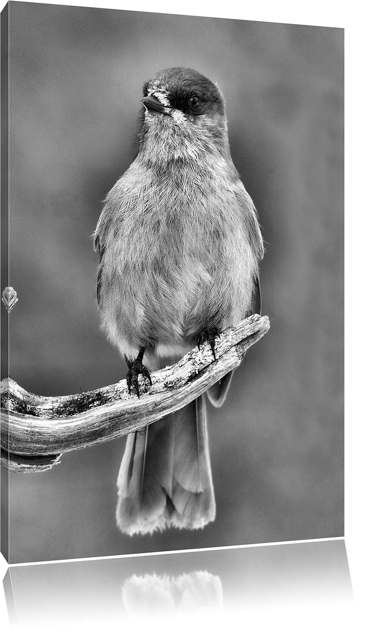 Pixxprint Kleiner Vogel auf AST / 100x70cm Leinwandbild bespannt auf Holzrahmen/Wandbild Kunstdruck