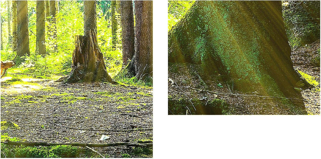 Runa Art Bild Wald Landschaft Wandbilder auf Vlies Leinwand 5 Teilig Wanddekoration Schlafzimmer Woh