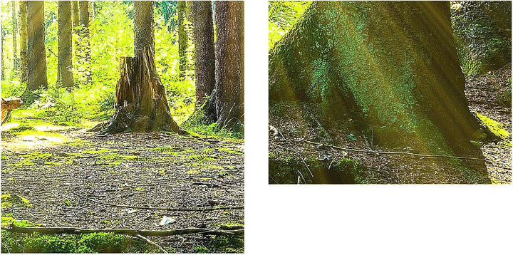 Runa Art Bild Wald Landschaft Wandbilder auf Vlies Leinwand 5 Teilig Wanddekoration Schlafzimmer Woh
