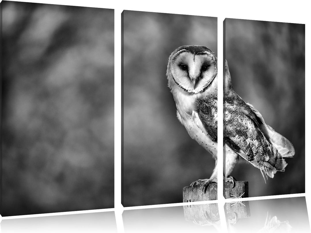 Pixxprint Eule als Leinwandbild | Grösse: 3 Teilig (120x80) | Wandbild| Kunstdruck | fertig bespannt