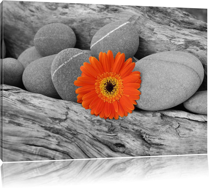kleine Gerbera zwischen Zen Steinen schwarz/weiss Format: 100x70 auf Leinwand, XXL riesige Bilder fe