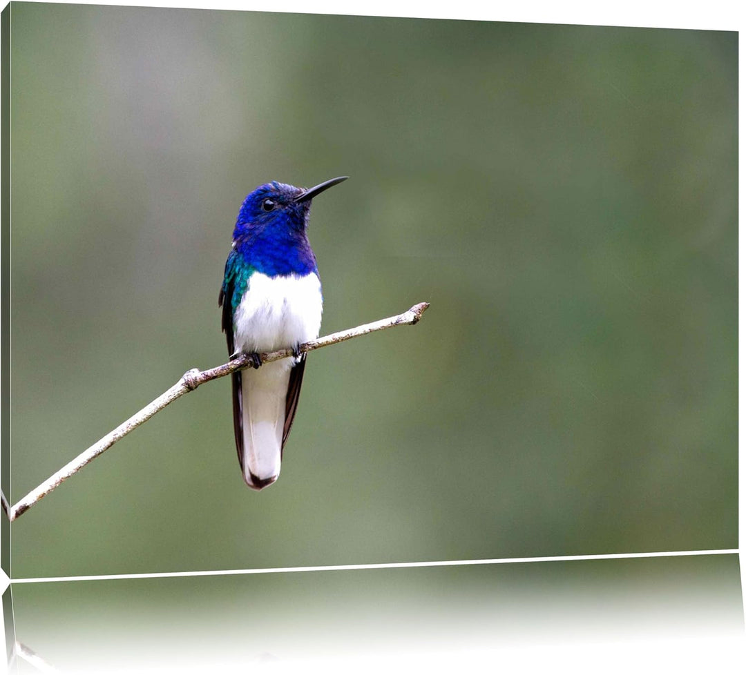 kleiner farbenfroher Vogel Leinwand, XXL riesige Bilder fertig gerahmt mit Keilrahmen, Kunstdruck au
