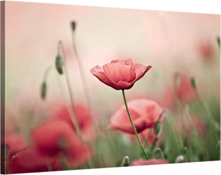 ge Bildet Bild auf Leinwand | Mohnblumenfeld - Blumen Natur Wiese rot rosa N in 100x70 cm als Wandbi