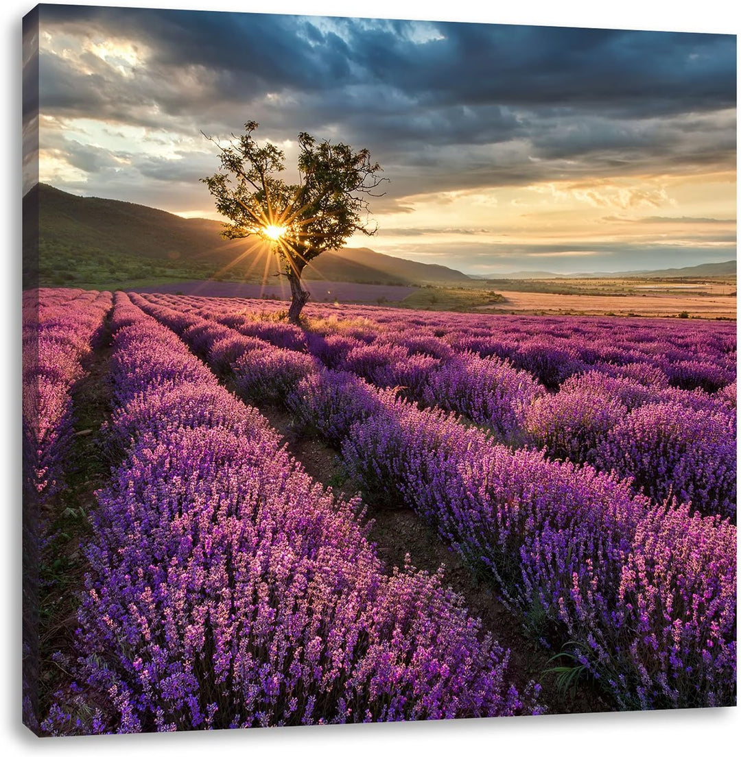 Pixxprint Lavendel Provence mit Baum als Leinwandbild/Grösse: 70x70 cm/Wandbild/Kunstdruck/fertig be