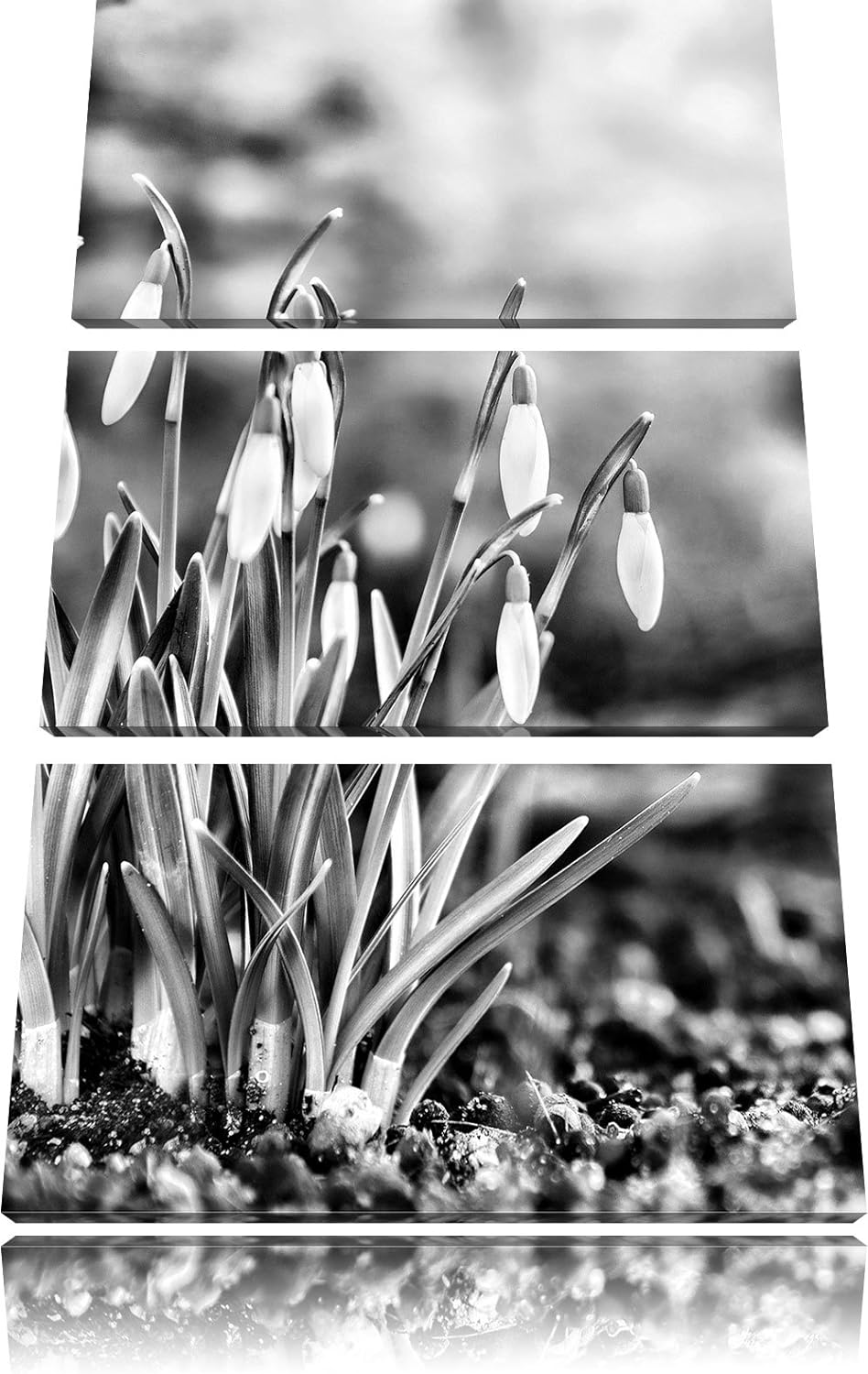 Pixxprint Schneeglöckchen am Waldrand als Leinwandbild/Grösse: 3 Teilig (120x80) cm/Wandbild/Kunstdr