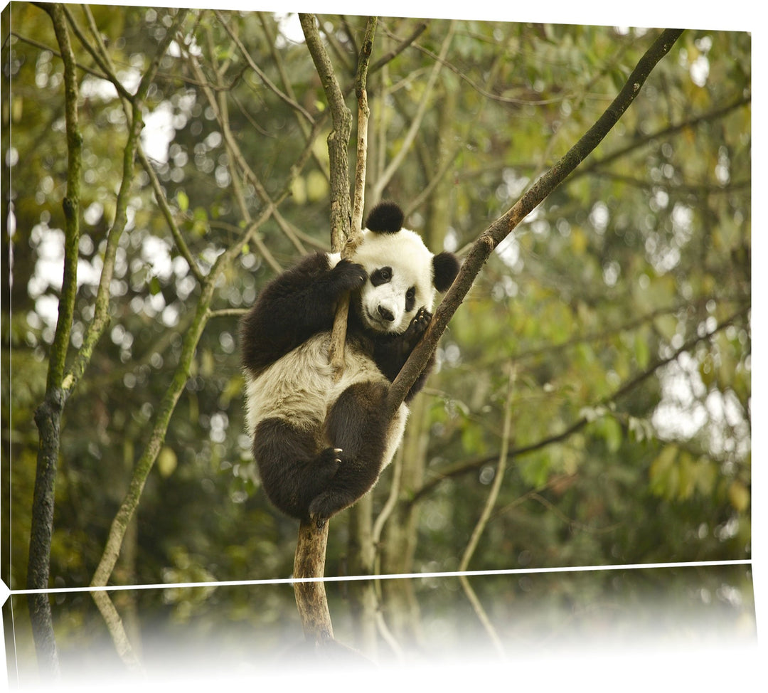 niedlicher Pandabär auf Baum Leinwand, XXL riesige Bilder fertig gerahmt mit Keilrahmen, Kunstdruck
