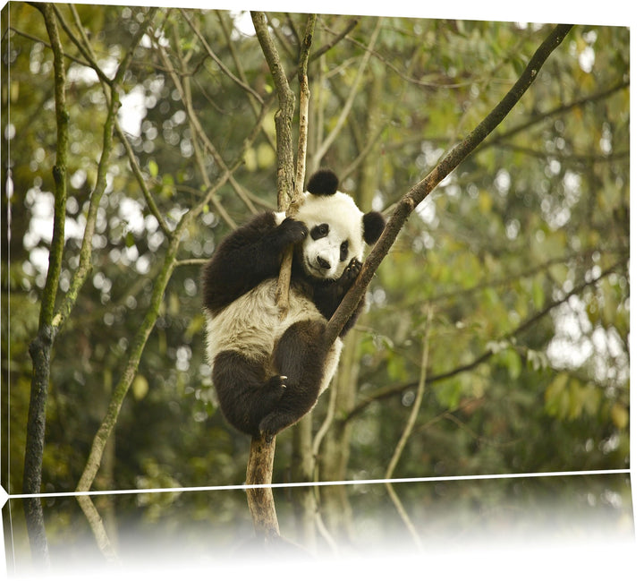 niedlicher Pandabär auf Baum Leinwand, XXL riesige Bilder fertig gerahmt mit Keilrahmen, Kunstdruck