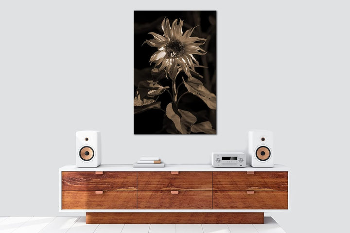 deyoli Blühende Sonnenblume Format: 80x60 Effekt: Sepia als Leinwandbild, Motiv fertig gerahmt auf E