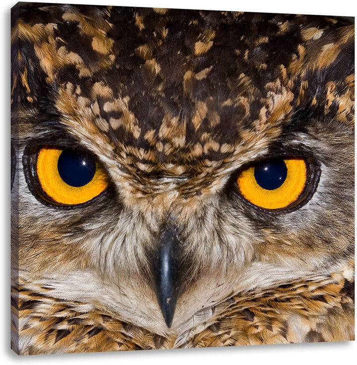 Eule mit gelben Augen, Format: 70x70 auf Leinwand, XXL riesige Bilder fertig gerahmt mit Keilrahmen,