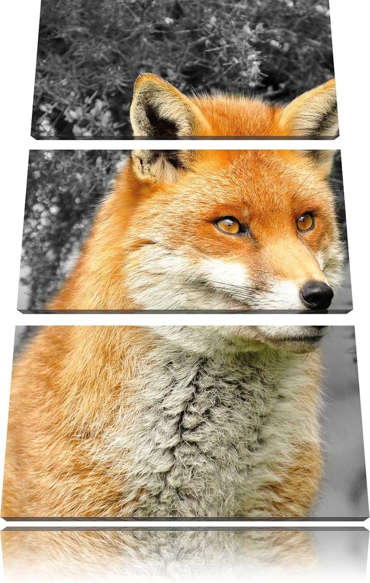 Pixxprint stolzer Fuchs im Geäst als Leinwandbild/Grösse: 3 Teilig (120x80) / Wandbild/Kunstdruck/fe