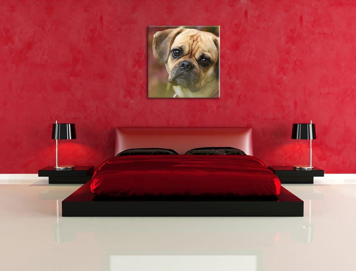 Pixxprint Mops Welpe als Leinwandbild/Grösse: 70x70 cm/Wandbild/Kunstdruck/fertig bespannt, 70x70