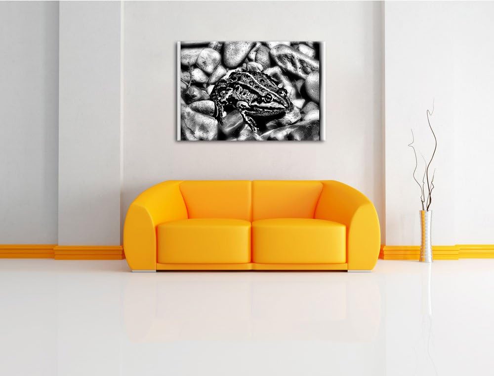 Pixxprint grüne Kröte in Steinbett als Leinwandbild/Grösse: 100x70 / Wandbild/Kunstdruck/fertig besp