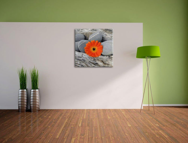 Pixxprint Gerbera zwischen Zen Steinen als Leinwandbild/Grösse: 70x70 cm/Wandbild/Kunstdruck/fertig