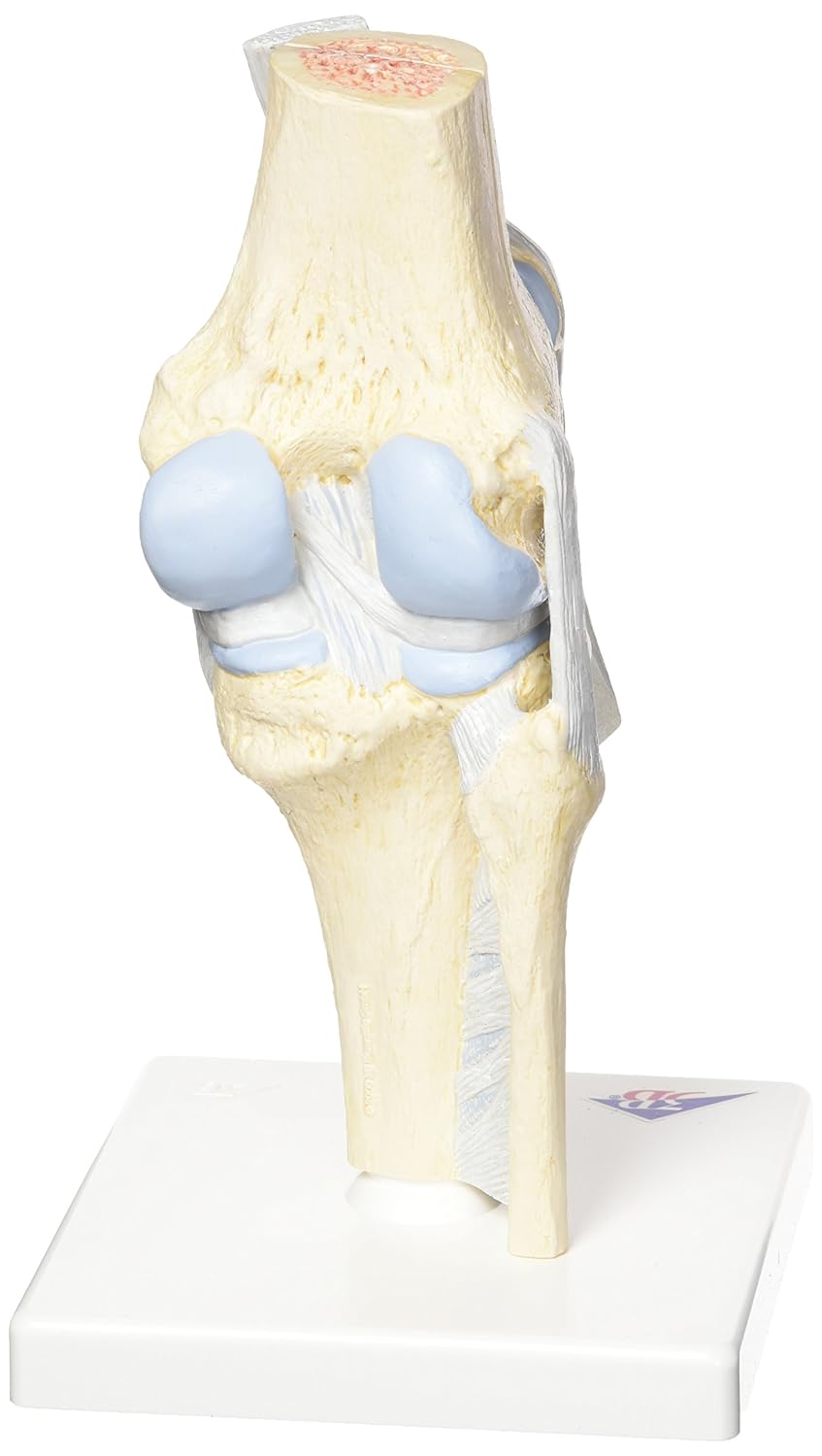 3B Scientific Menschliche Anatomie - Gelenkschnitt-Modell des Knies, 3-teilig + kostenlose Anatomie