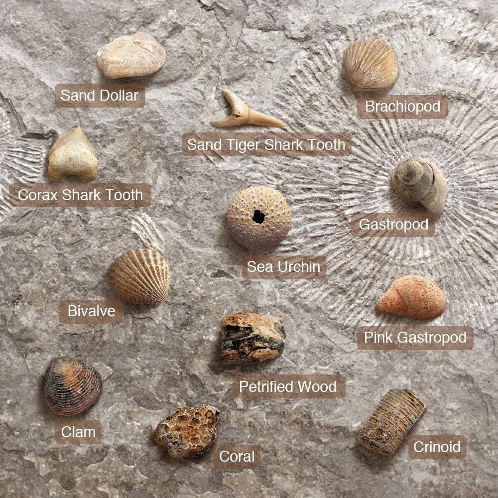 Fossilien Steine Ausgrabungsset Für Kinder Ausgrabung Fossilien Experimentierkästen Für Kinder Ab 7