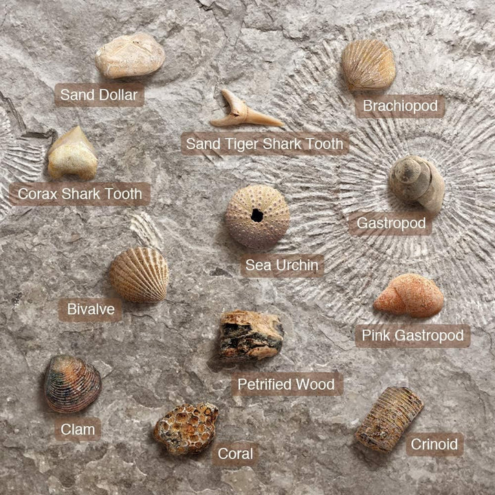 Fossilien Steine Ausgrabungsset Für Kinder Ausgrabung Fossilien Experimentierkästen Für Kinder Ab 7
