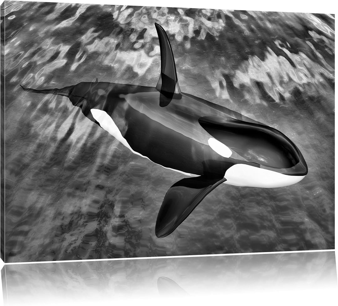Pixxprint Monocrome, Orca im blauen Meer, Format: 100x70 auf Leinwand, 100x70