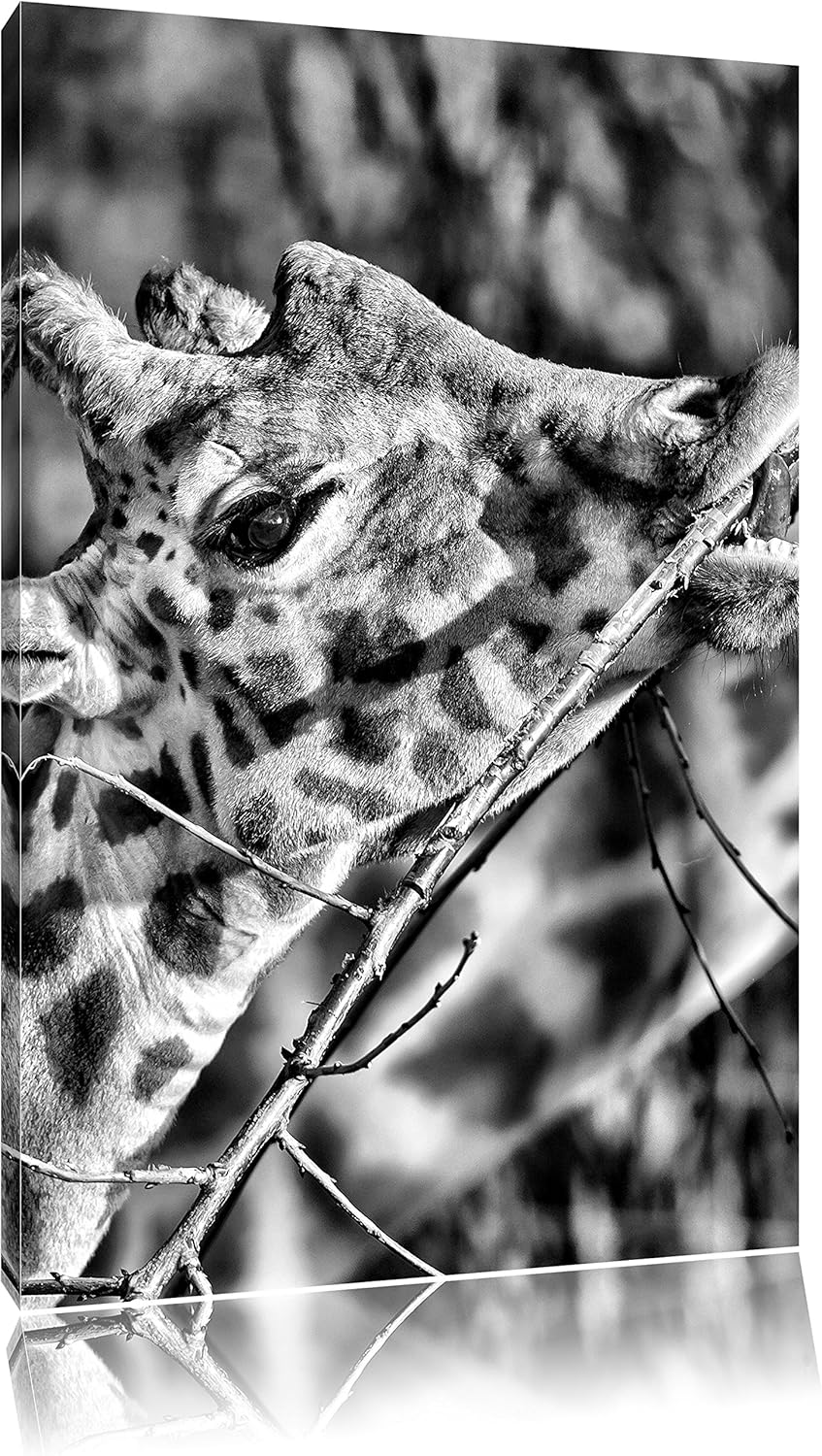 Pixxprint fressende Giraffe als Leinwandbild/Grösse: 100x70 cm/Wandbild/Kunstdruck/fertig bespannt,