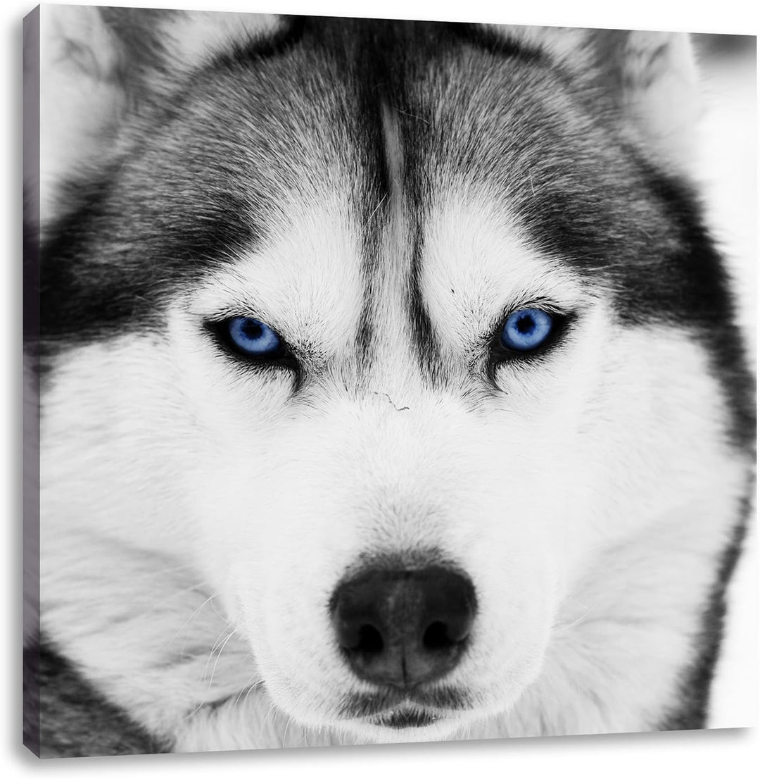 Pixxprint Husky mit blauen Augen als Leinwandbild | Grösse: 70x70 cm | Wandbild | Kunstdruck | ferti