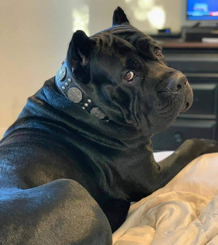 Bestia "Maximus Echtleder Hundehalsband für grosse Hunde M- 42.5 bis 52.5 cm Halsumfang Schwarz, M-