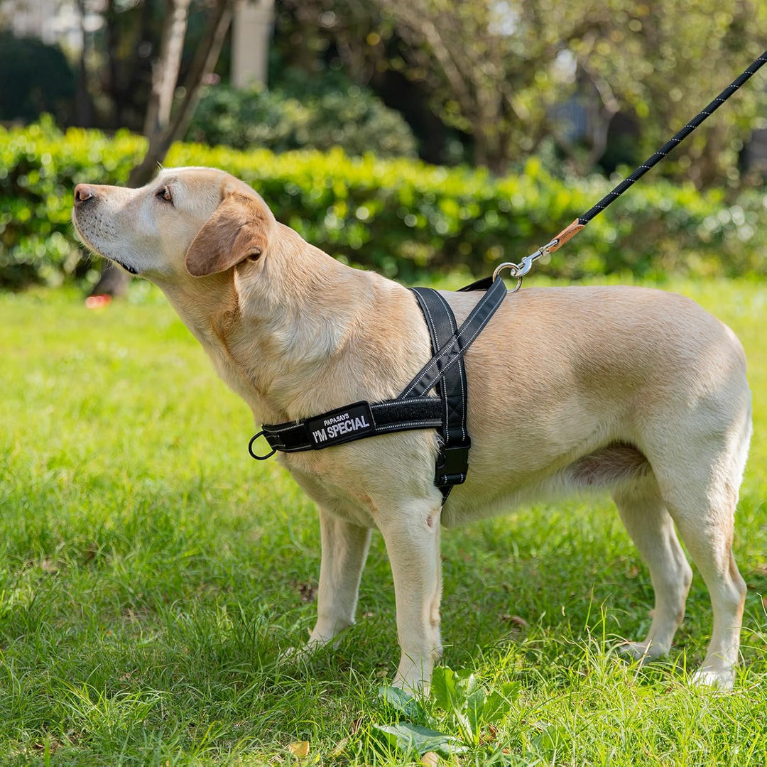 No Pull Hundegeschirr für kleine mittelgrosse Hunde, reflektierend ausbruchsicher verstellbar ohne Z