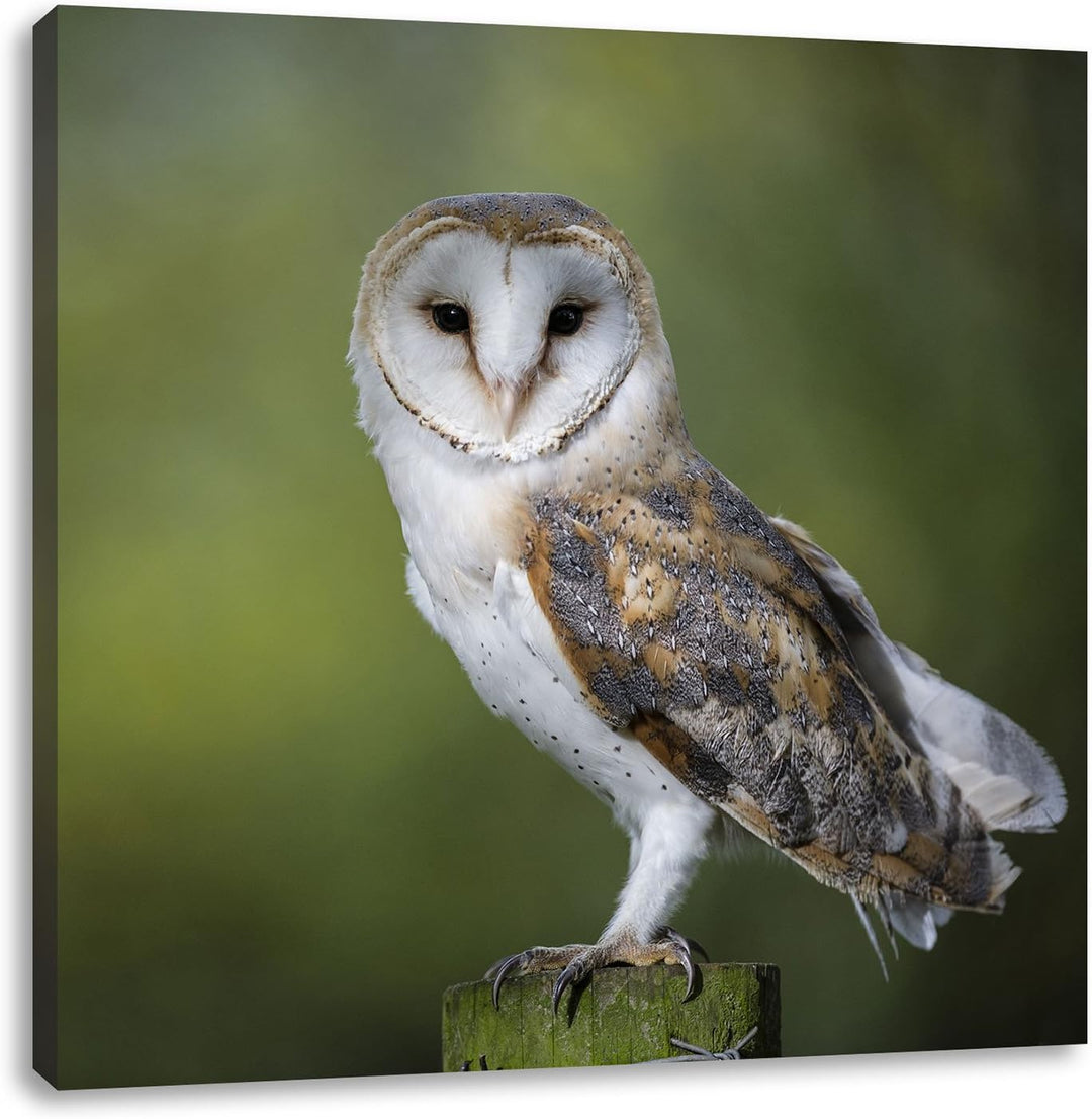 Pixxprint Eule, Format: 70x70 auf Leinwand, XXL riesige Bilder fertig gerahmt mit Keilrahmen, Kunstd