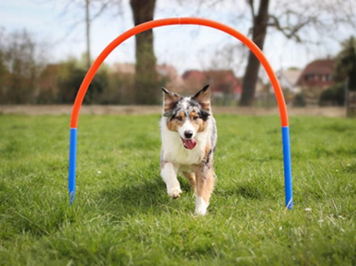 Hoopers Set mit 4 Bögen, Agility Set, Steckhürden-Set mit Tasche, Hundesport, Hundetraining Set with