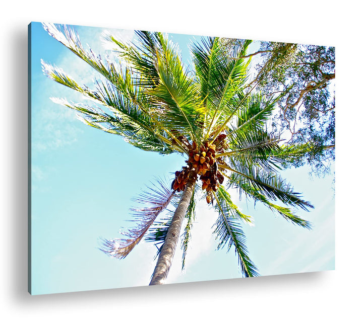 deyoli Kokosnüsse an einer tropischen Palme Format: 80x60 als Leinwandbild, Motiv fertig gerahmt auf
