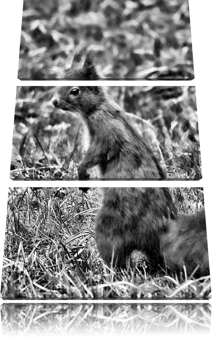 Pixxprint Monocrome, kleines Eichhörnchen auf Waldboden 3-Teiler Leinwandbild 120x80 Bild auf Leinwa