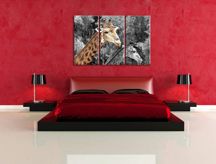 zwei schöne Giraffen schwarz/weiss 3-Teiler Leinwandbild 120x80 Bild auf Leinwand, XXL riesige Bilde