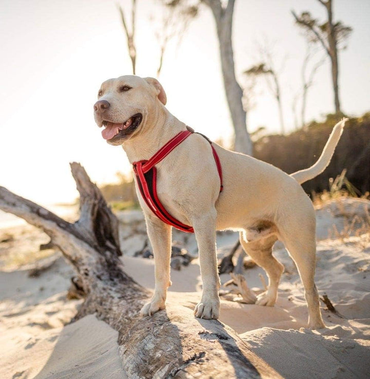 EzyDog Hundegeschirr Auto mit Sicherheitsgurt, Brustgeschirr Hund, Sicherheitsgeschirr Hund, 'Chest