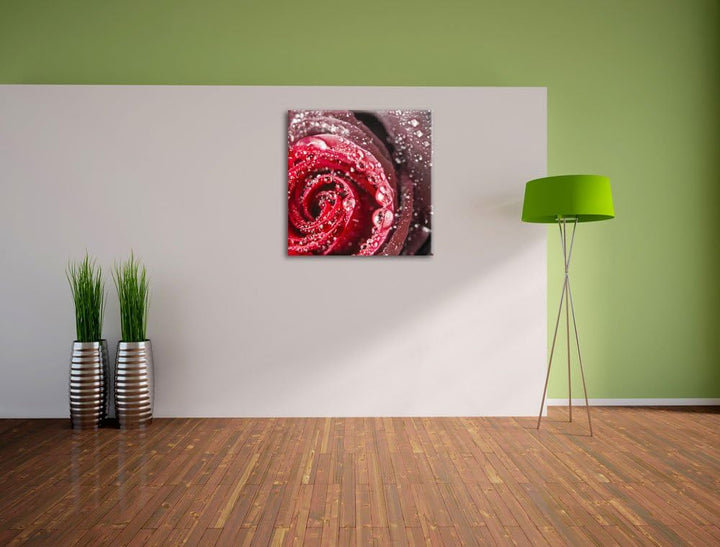 Pixxprint Elegante rote Rose mit Wassertropfen Schwarz/Weiss, Format: 70x70 auf Leinwand, 70x70