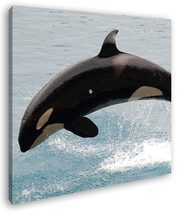 deyoli verspielter Orca Format: 70x70 als Leinwandbild, Motiv fertig gerahmt auf Echtholzrahmen, Hoc