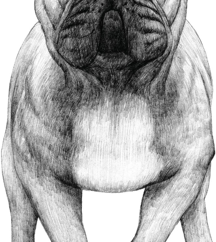 Nacnic Packung dePerros dekorative Poster descripcion.Láminas Hunderasse. A4-Format A4 Hundezucht-be