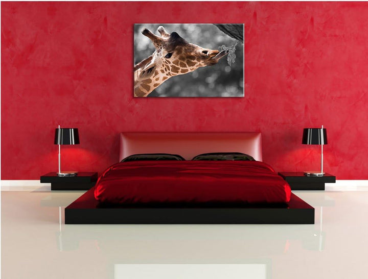 Hungrige Giraffe mit Zweig schwarz/weiss Format: 100x70 auf Leinwand, XXL riesige Bilder fertig gera