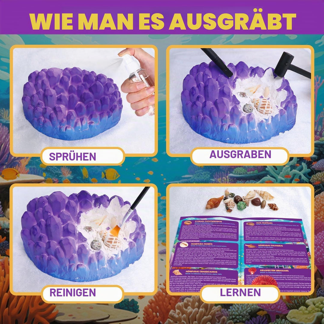 Ocean Fossil Dig Kit, Graben Sie mehr als 20 echte Muscheln und Schnecken aus, lustiges wissenschaft