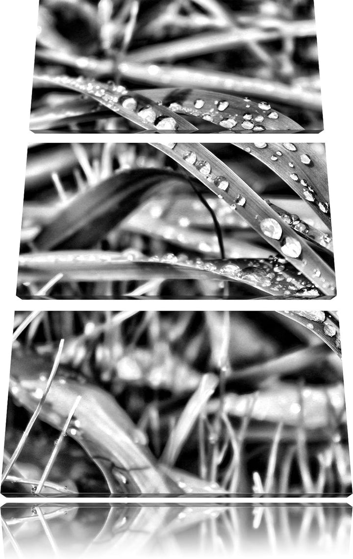 Pixxprint Grashalme als Leinwandbild/Grösse: 3 Teilig (120x80) cm/Wandbild/Kunstdruck/fertig bespann