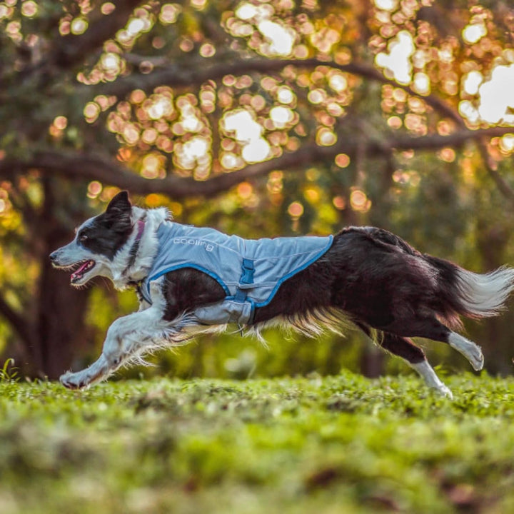 Kurgo Hundekühlweste - Sommer-Kühljacke - Hundemantel kompatibel mit Geschirr - Reflektierende Akzen