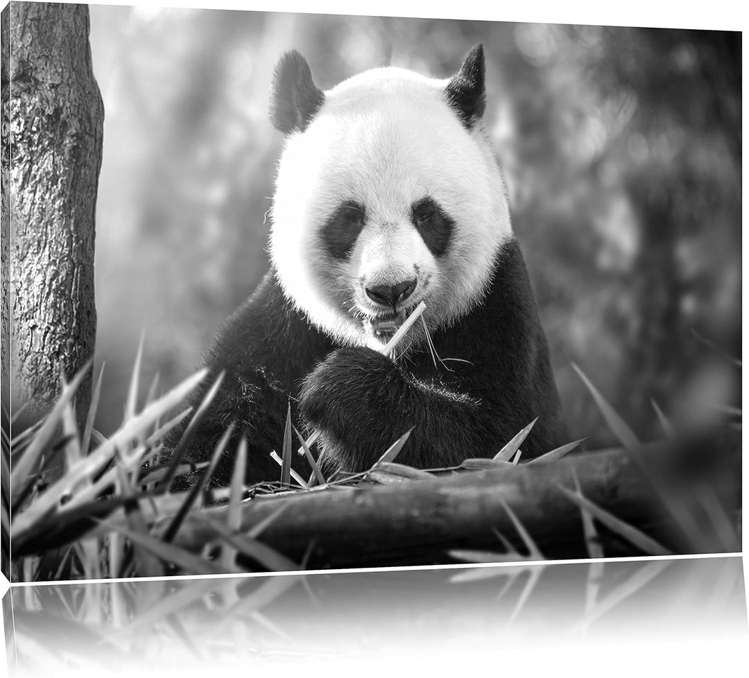 Pixxprint Panda isst Bambus als Leinwandbild/Grösse: 100x70 / Wandbild/Kunstdruck/fertig bespannt, 1