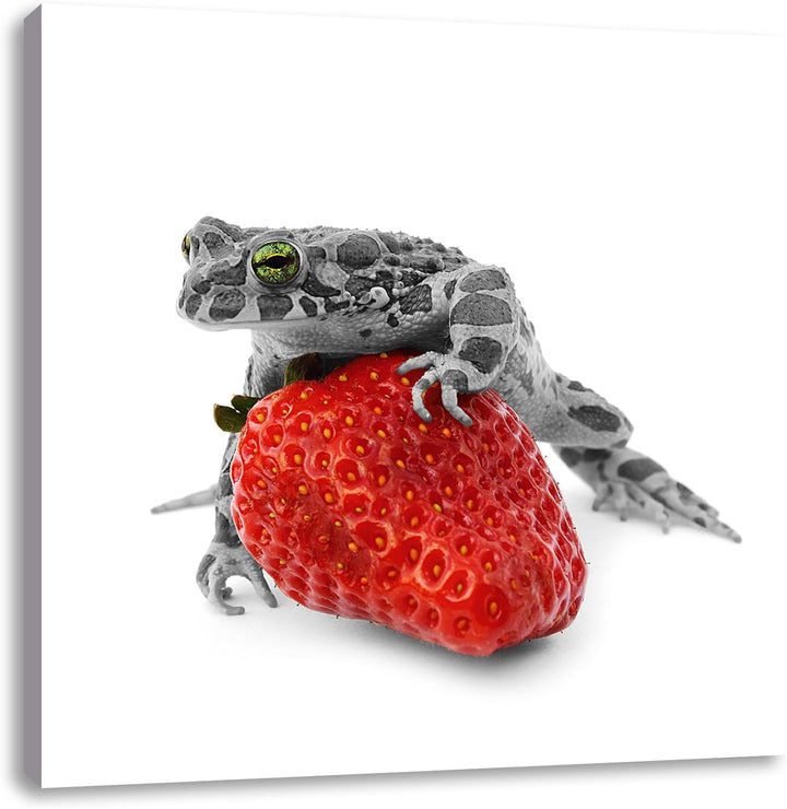 Pixxprint Kleiner Frosch auf Erdbeere als Leinwandbild Quadratisch/Grösse: 70x70 / Wandbild/Kunstdru