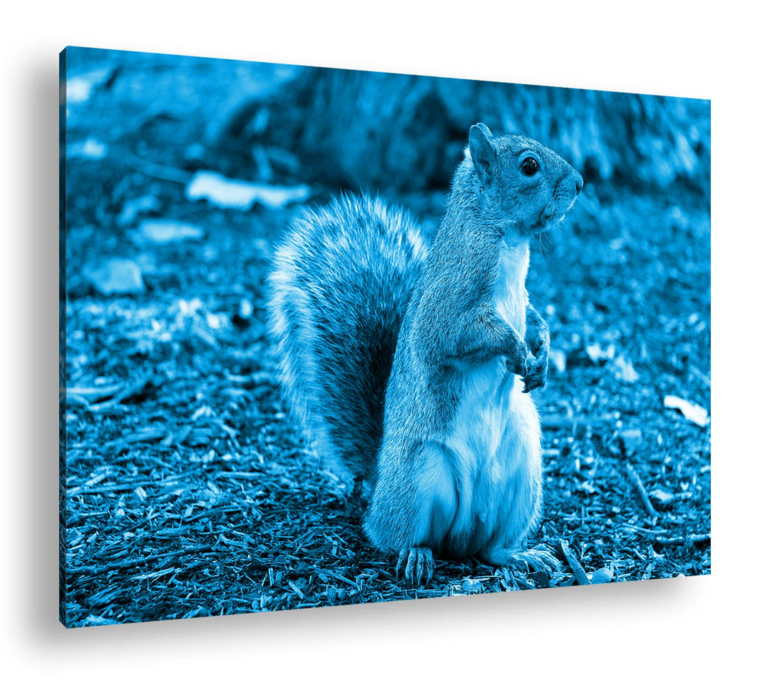 deyoli niedliches Eichhörnchen im Park Format 100x70 Effekt: Monocrome Blau als Leinwandbild, Motiv
