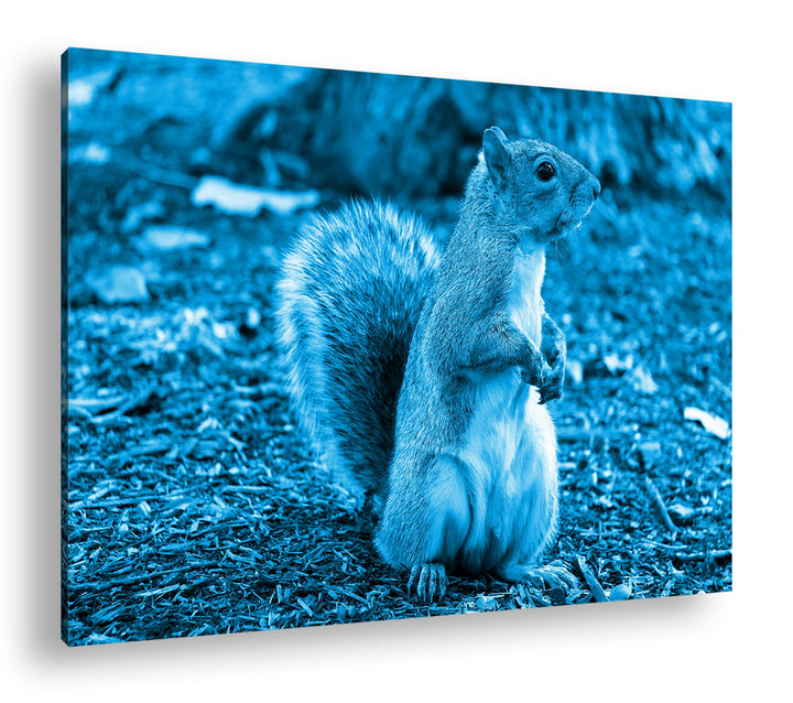 deyoli niedliches Eichhörnchen im Park Format 100x70 Effekt: Monocrome Blau als Leinwandbild, Motiv